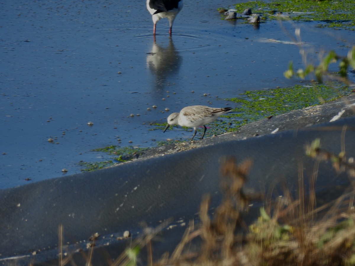 Bécasseau sanderling - ML612394437