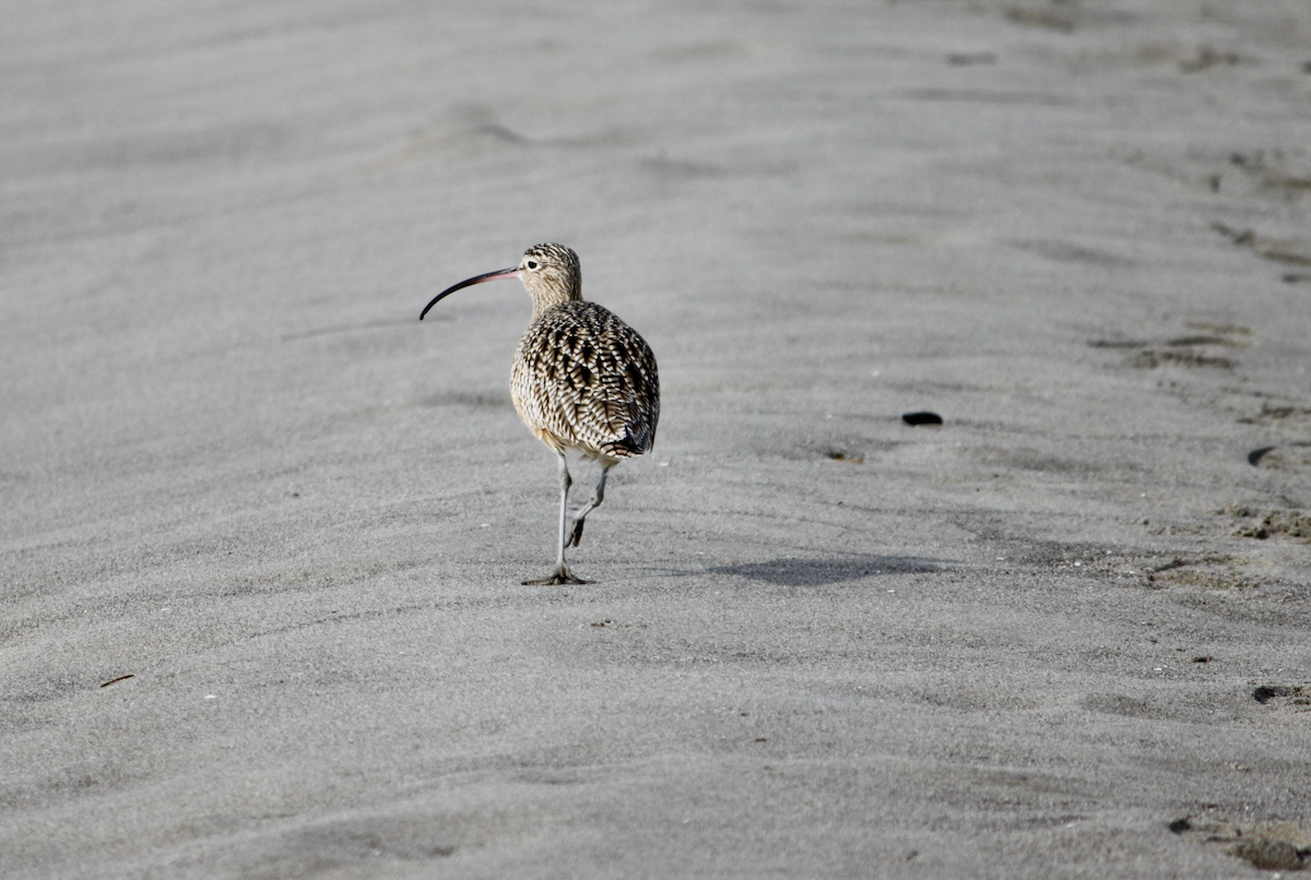 Long-billed Curlew - ML612394491