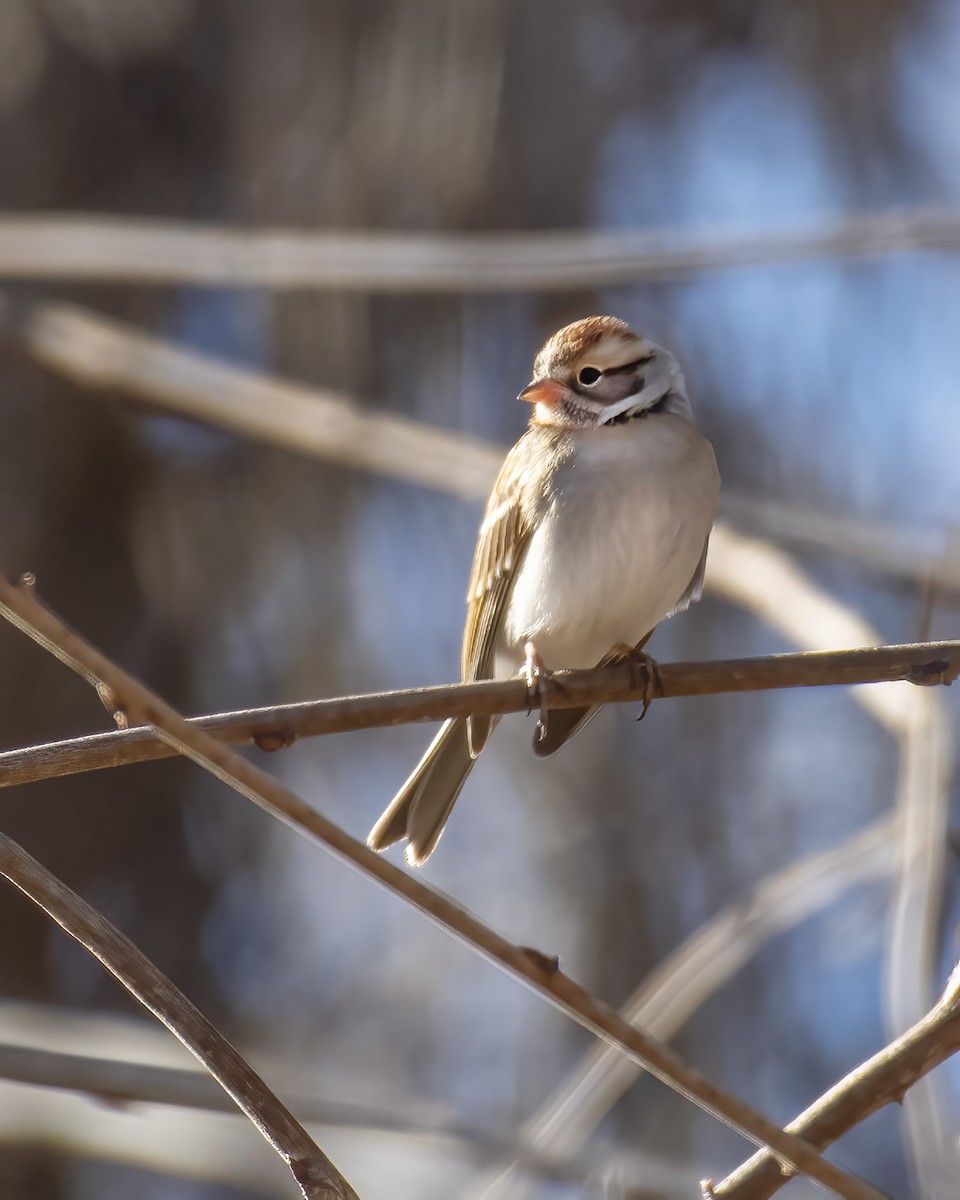 Chipping Sparrow - ML612394524