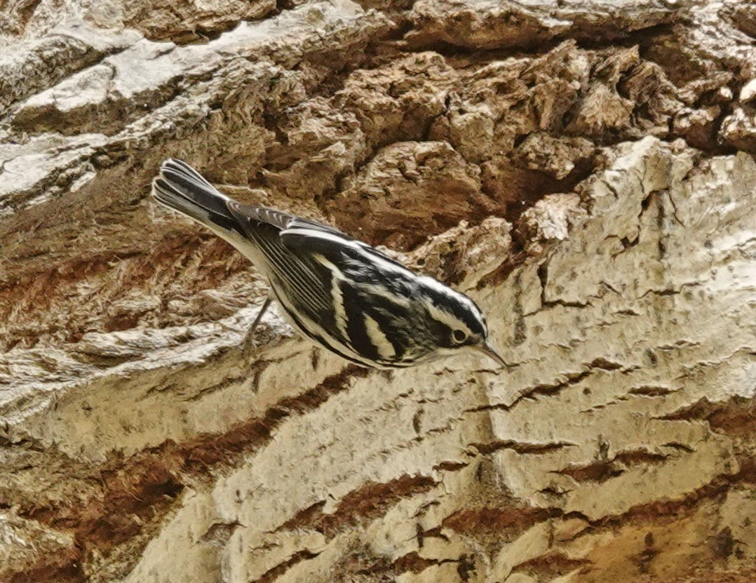 Black-and-white Warbler - ML612394534