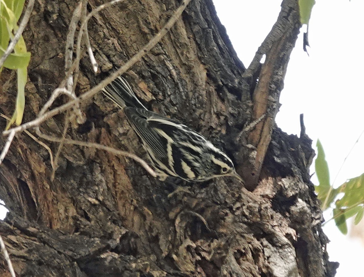 Black-and-white Warbler - ML612394547