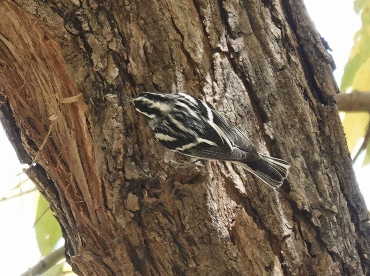 Black-and-white Warbler - ML612394548