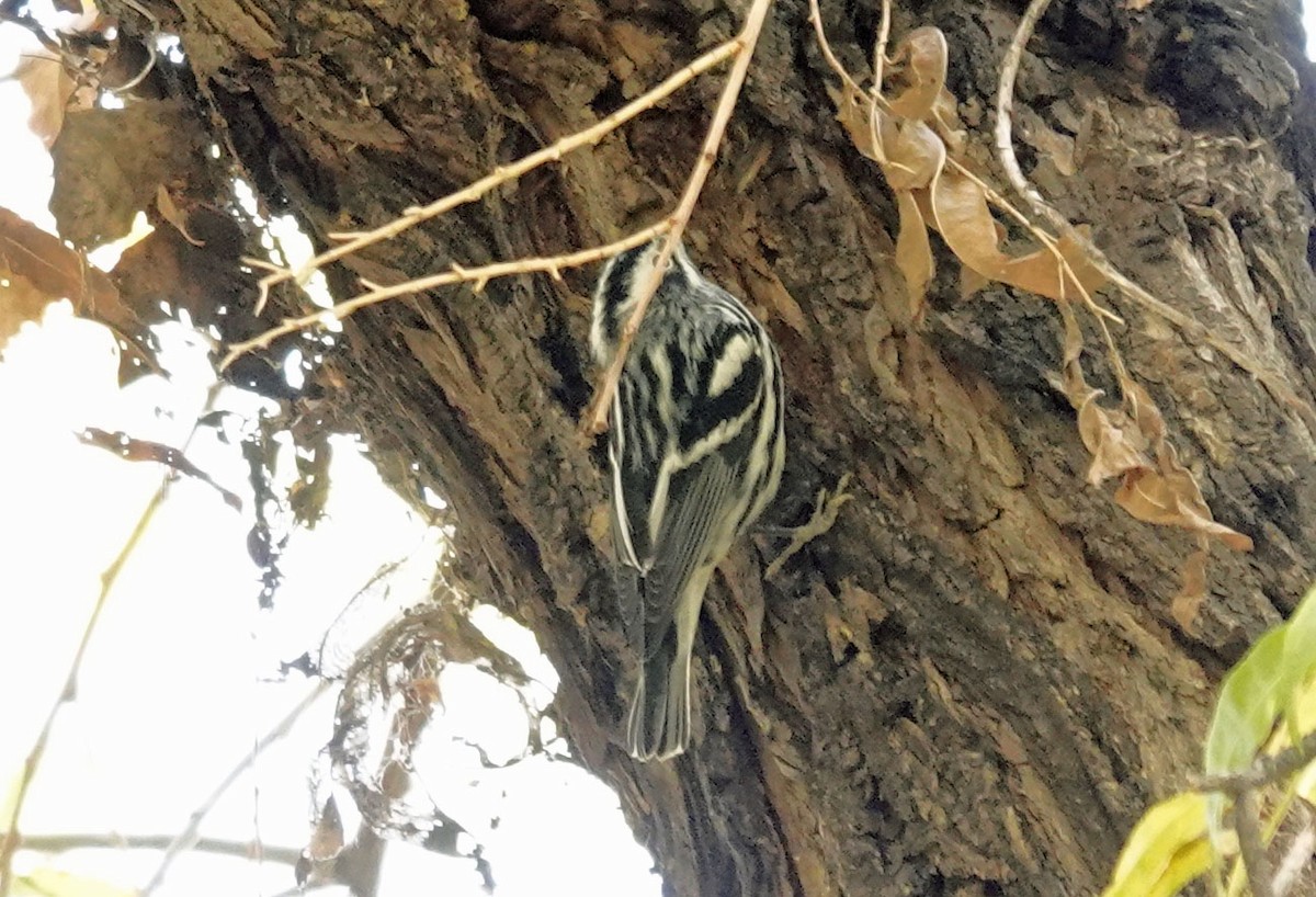 Black-and-white Warbler - ML612394549