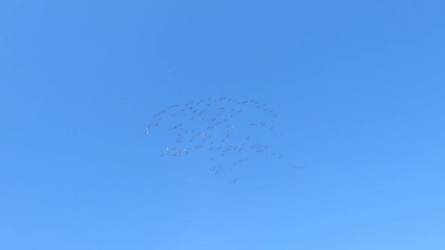 Sandhill Crane - ML612394562