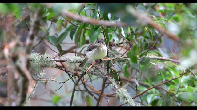 Greater Antillean Elaenia - ML612394583