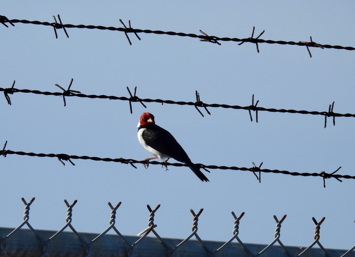 Yellow-billed Cardinal - ML612394658