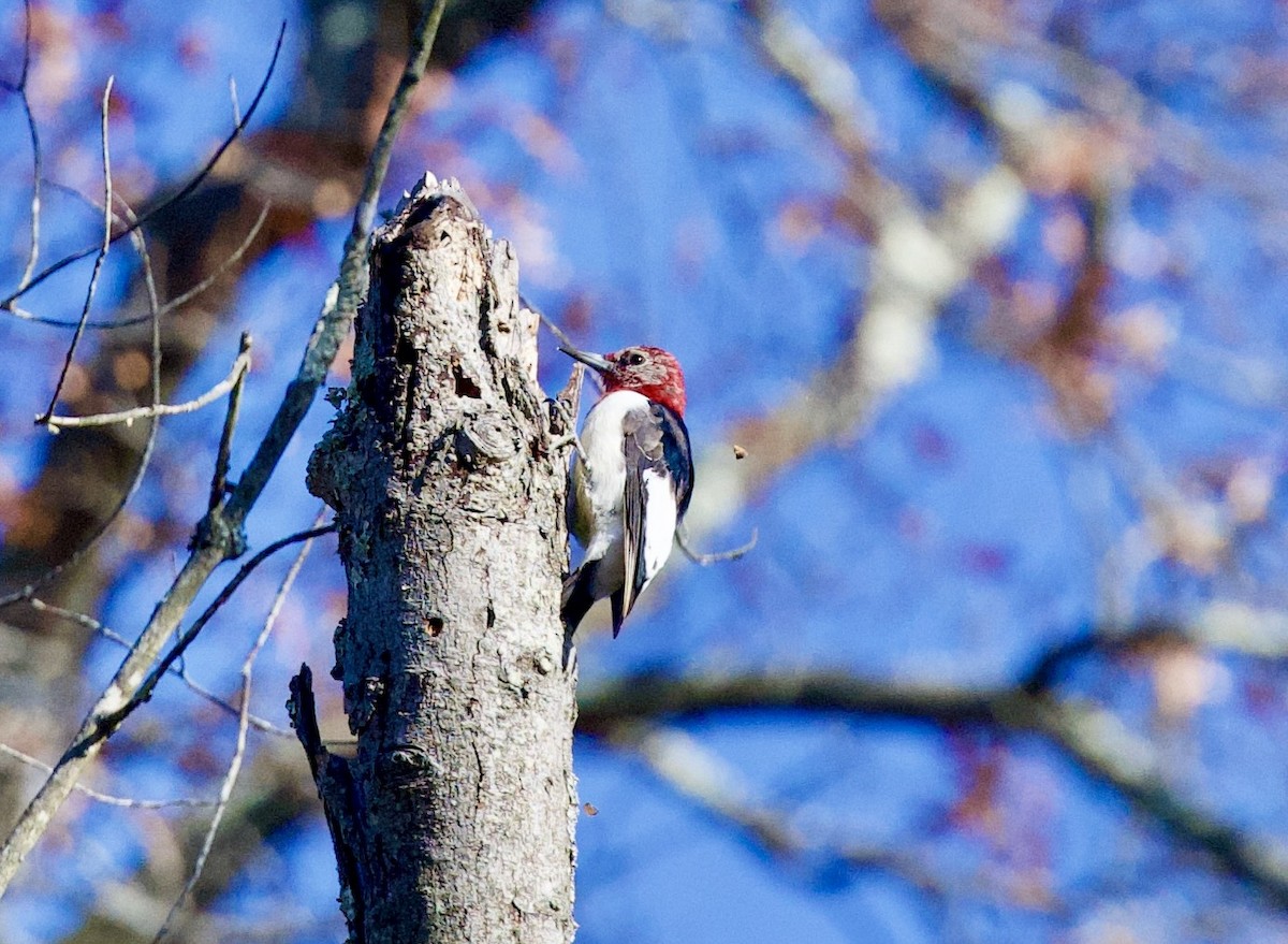 Red-headed Woodpecker - ML612394662