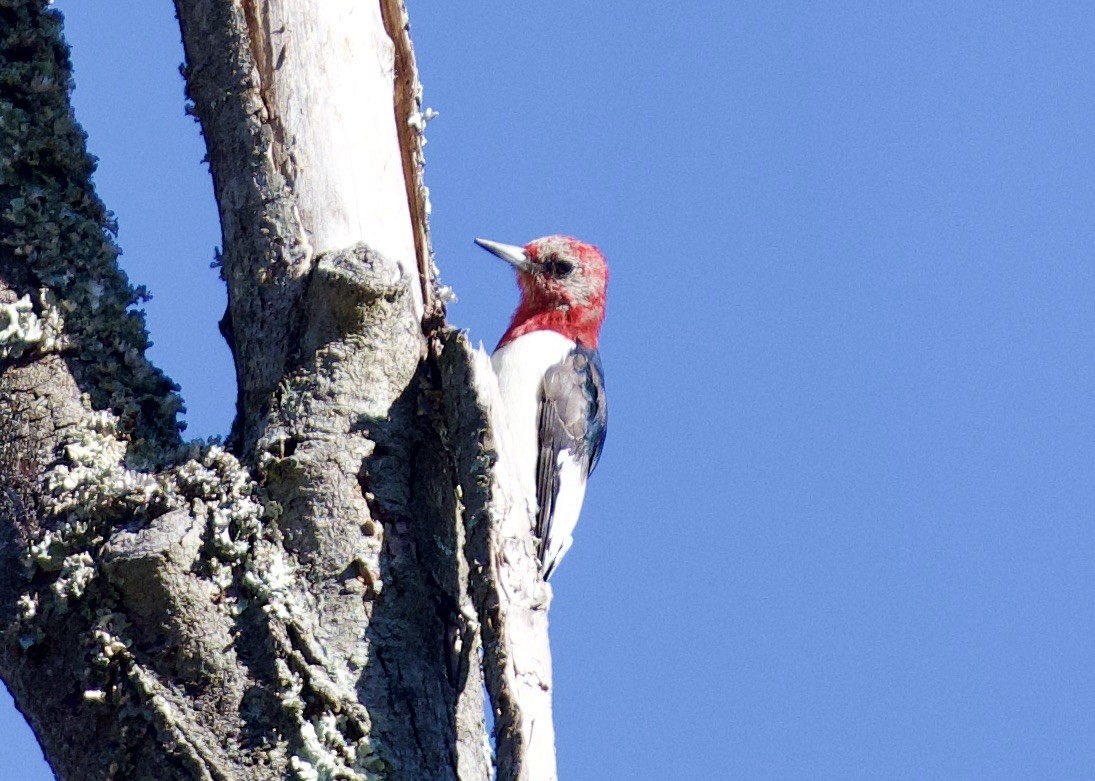 Red-headed Woodpecker - ML612394663