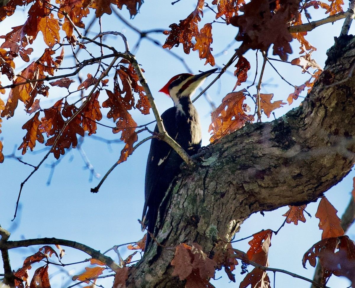 Pileated Woodpecker - ML612394668