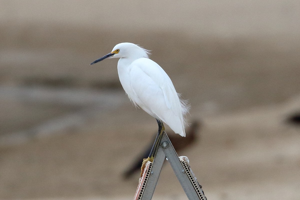 Snowy Egret - Jeffrey Fenwick