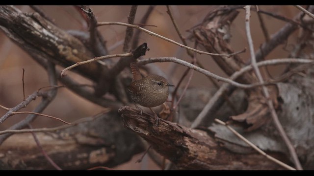 Winter Wren - ML612395020