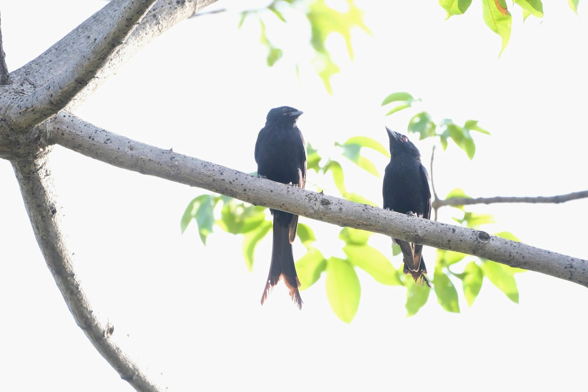 drongo sp. - ML612395037