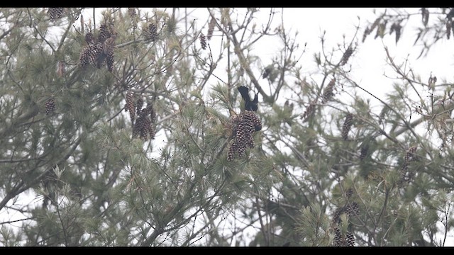 Red-winged Blackbird (Red-winged) - ML612395177