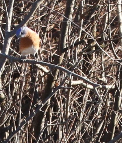 Eastern Bluebird - Tim Tyler Sr