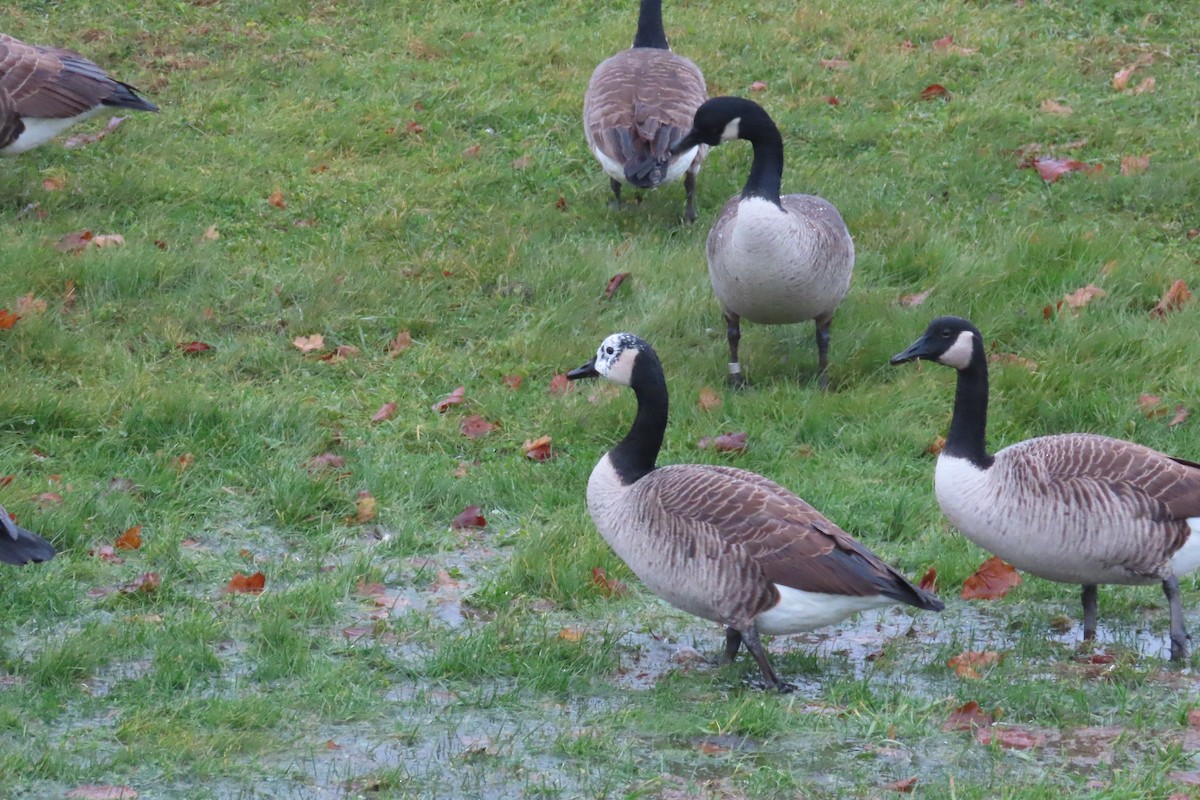 Canada Goose - ML612395271