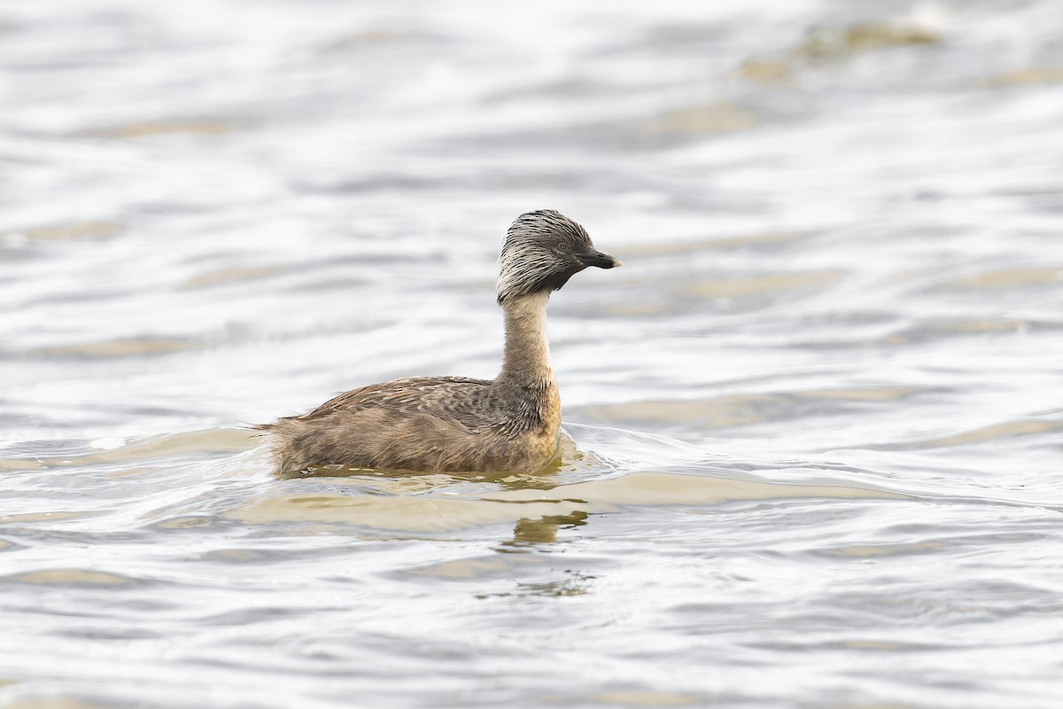 Hoary-headed Grebe - Bradley Shields