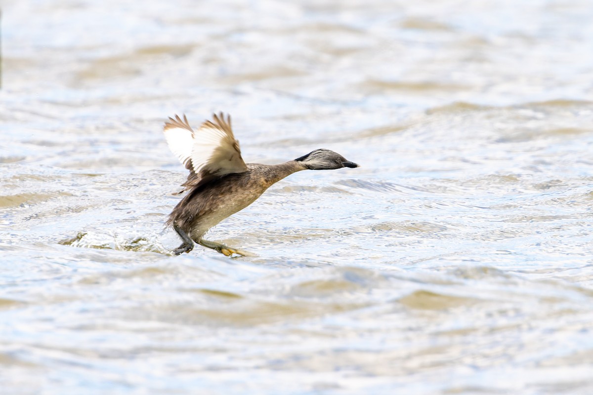 Hoary-headed Grebe - Bradley Shields