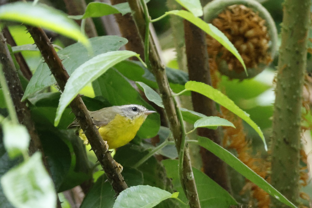 Golden-crowned Warbler (Golden-crowned) - ML612395367