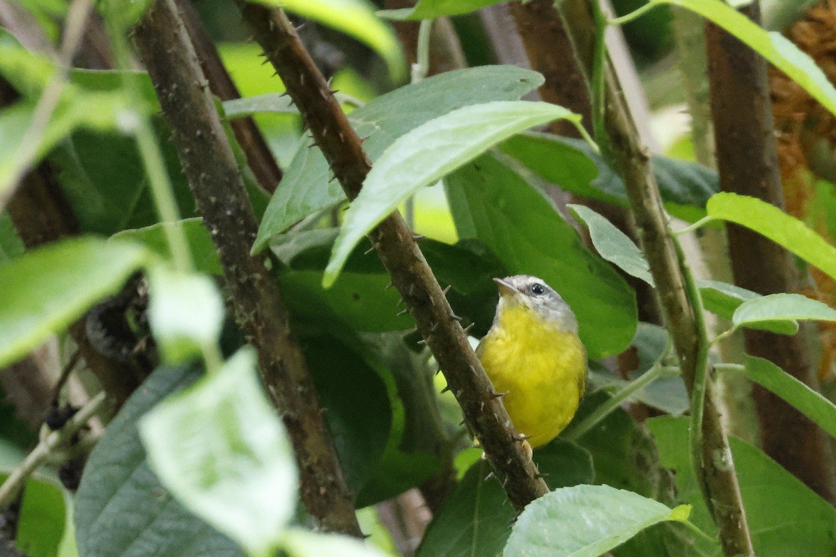 Golden-crowned Warbler (Golden-crowned) - ML612395372