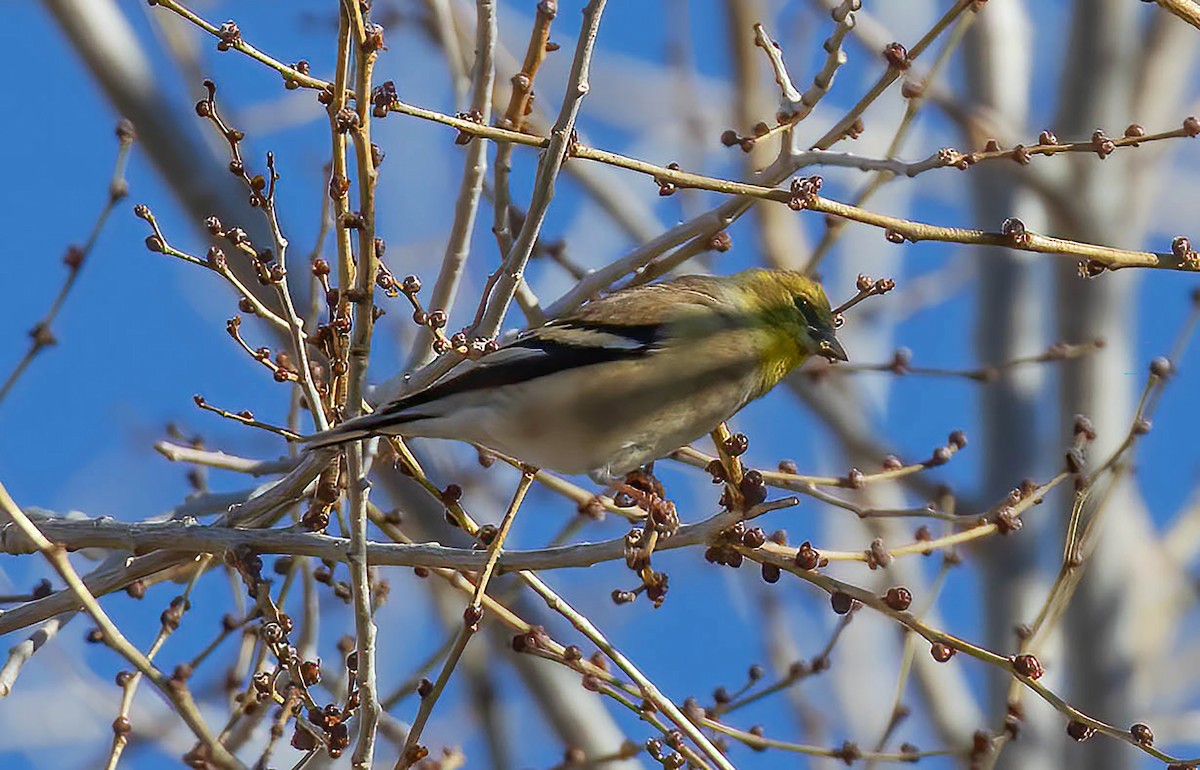 American Goldfinch - ML612395391