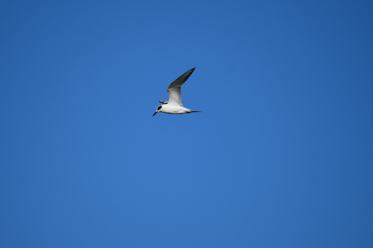 Forster's Tern - ML612395393