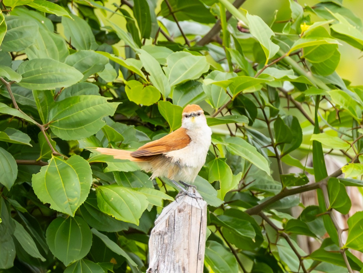 Yellow-chinned Spinetail - ML612395467