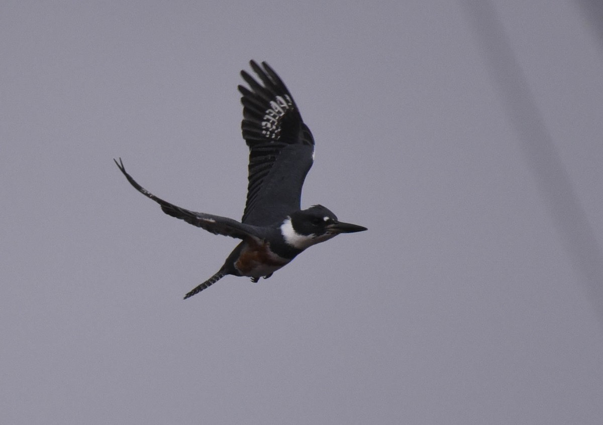 Belted Kingfisher - ML612395512
