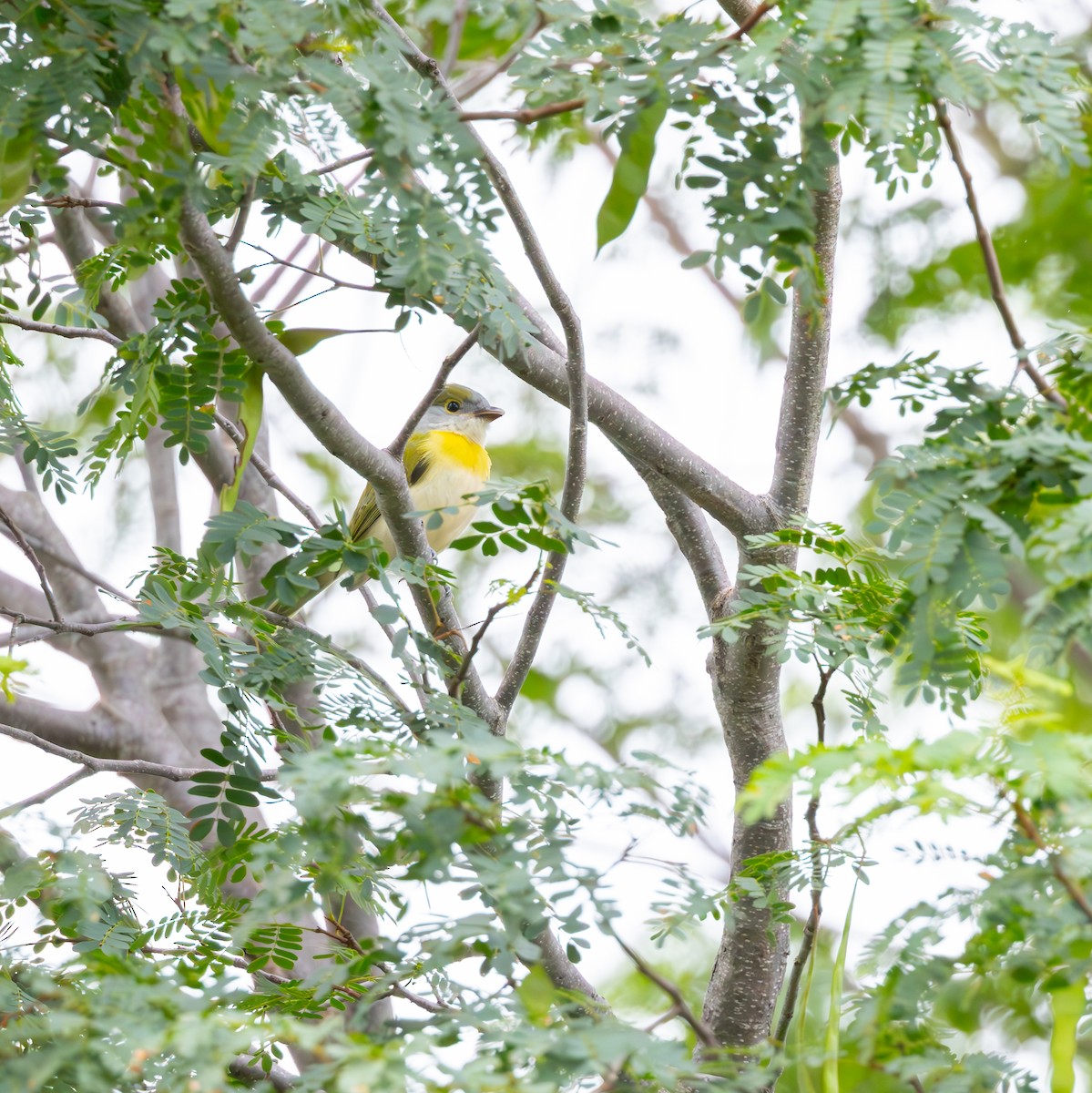 Green-backed Becard (Green-backed) - Janaina Simas