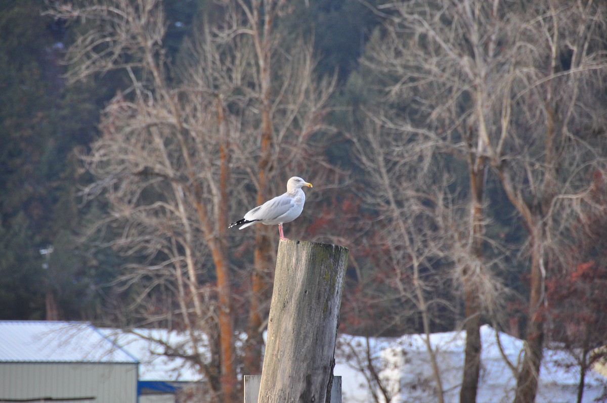 Herring Gull - ML612395774