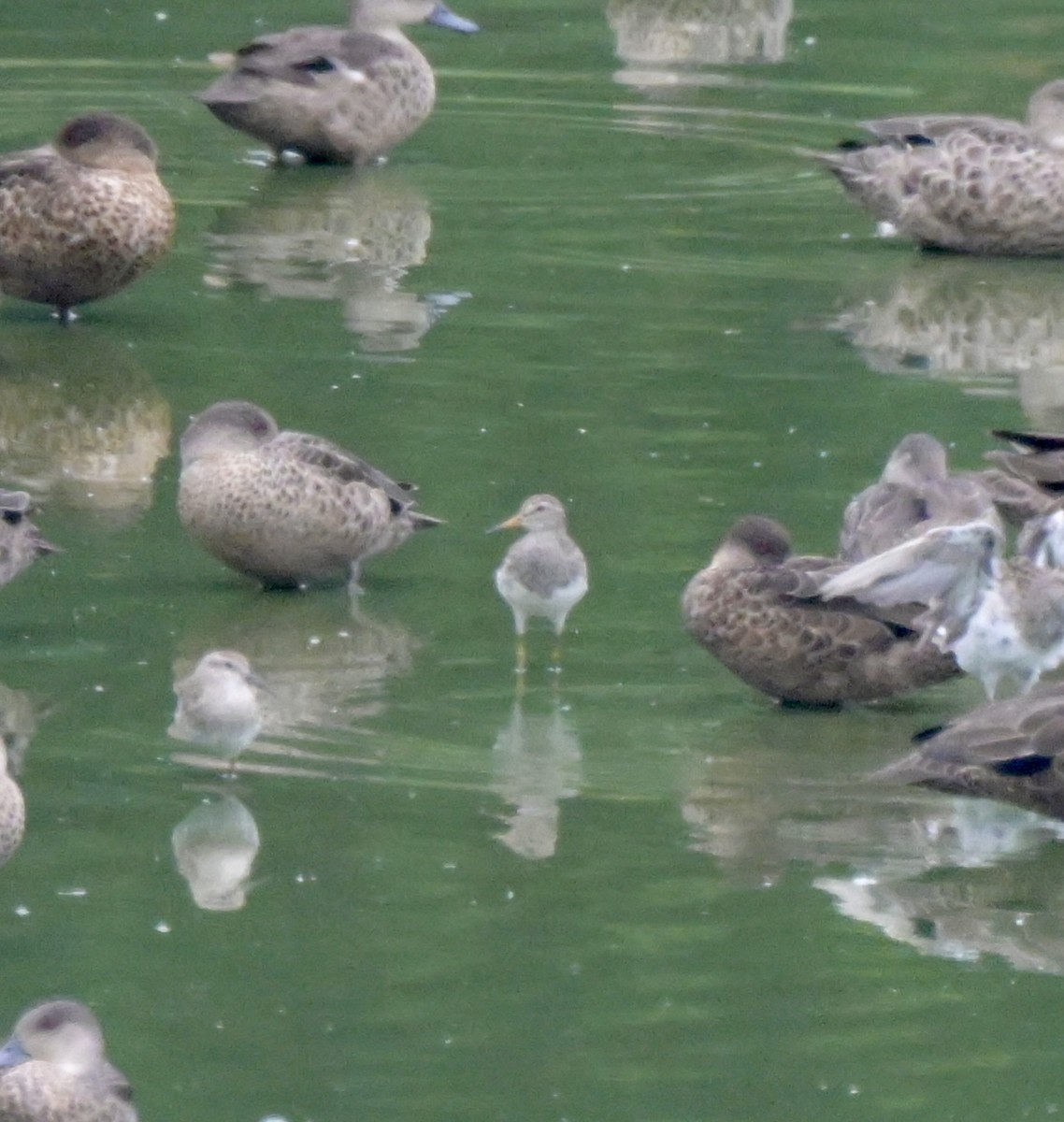 Pectoral Sandpiper - ML612395779