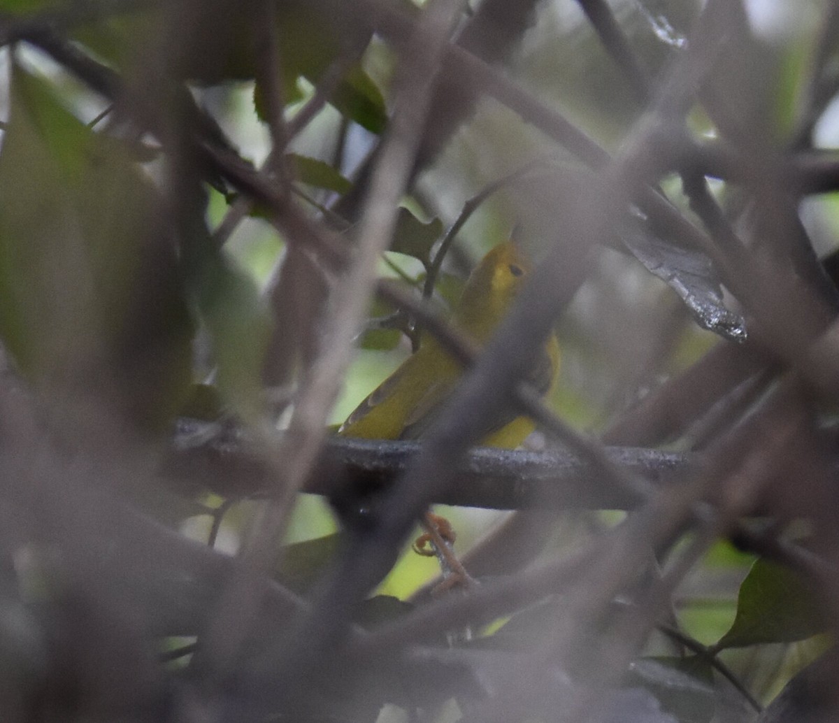 Wilson's Warbler - ML612395983