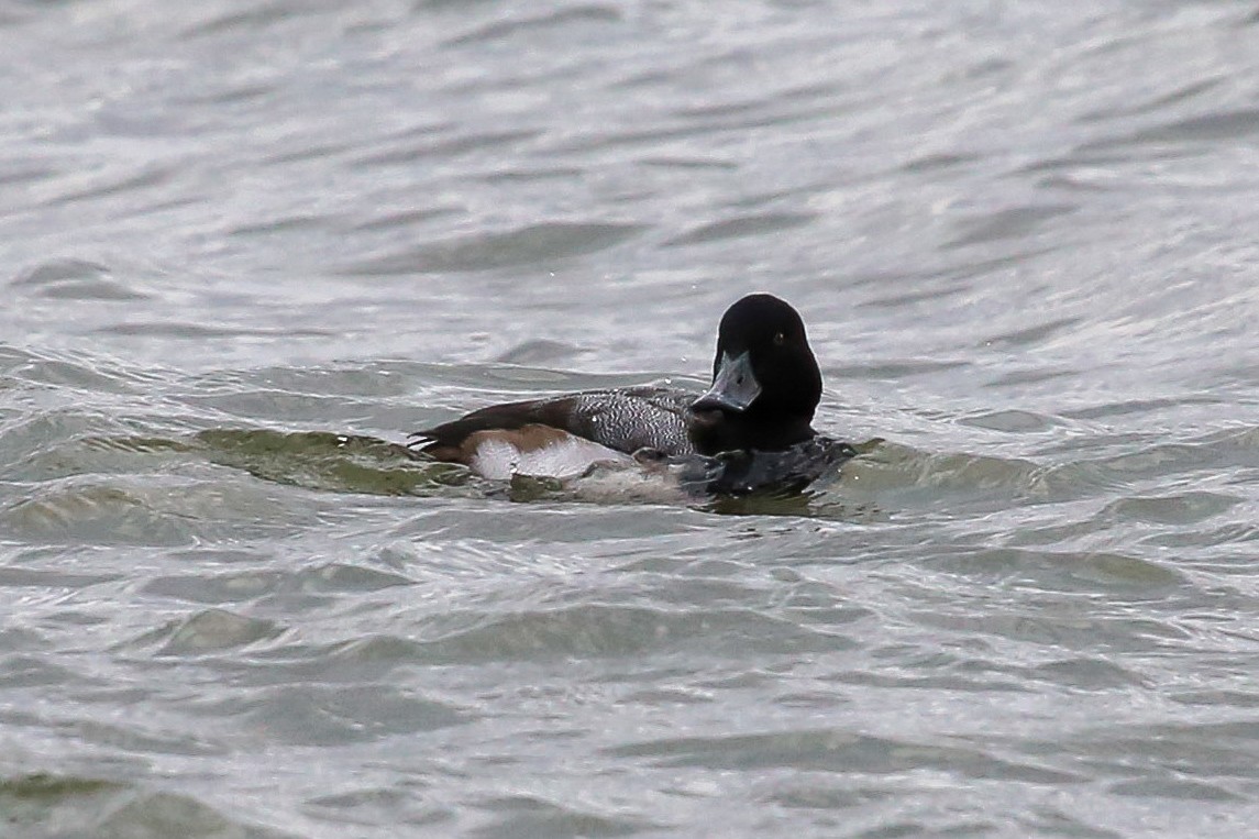 Greater Scaup - ML612396013