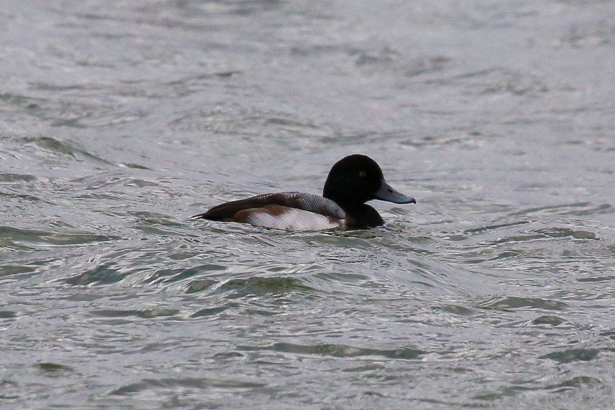 Greater Scaup - ML612396014
