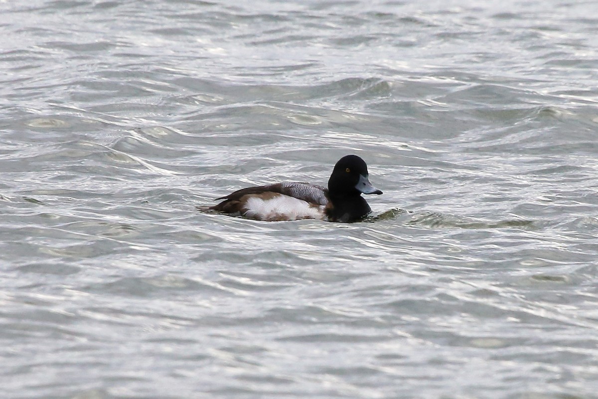 Greater Scaup - ML612396015