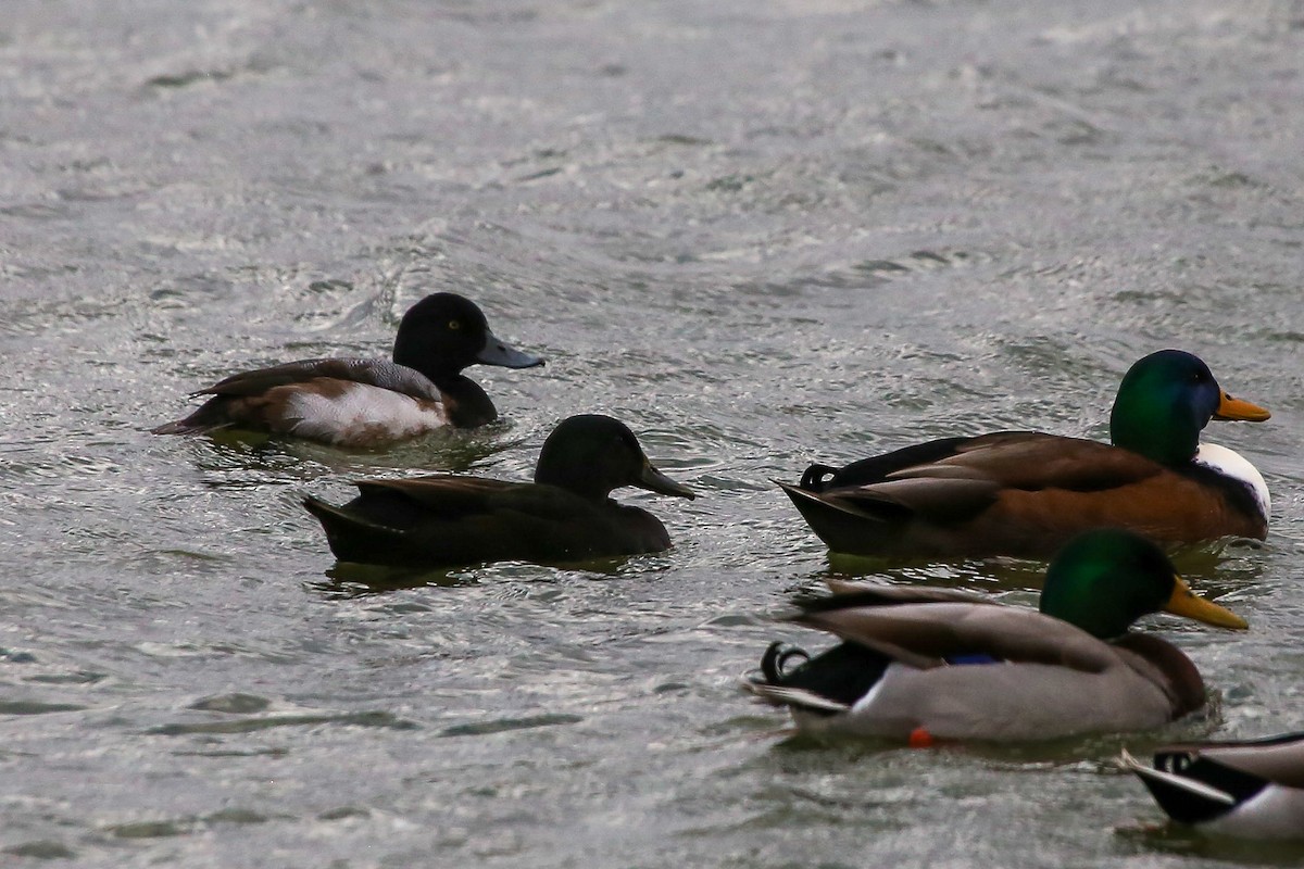 Greater Scaup - ML612396016
