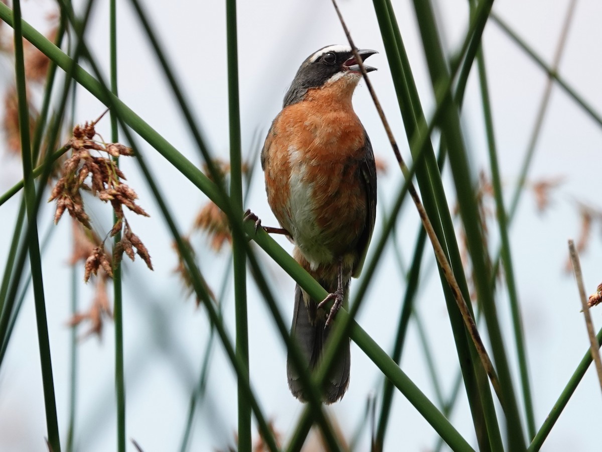 Black-and-rufous Warbling Finch - ML612396036