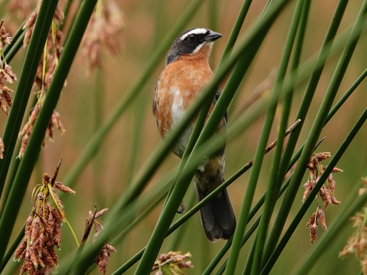 Black-and-rufous Warbling Finch - ML612396037