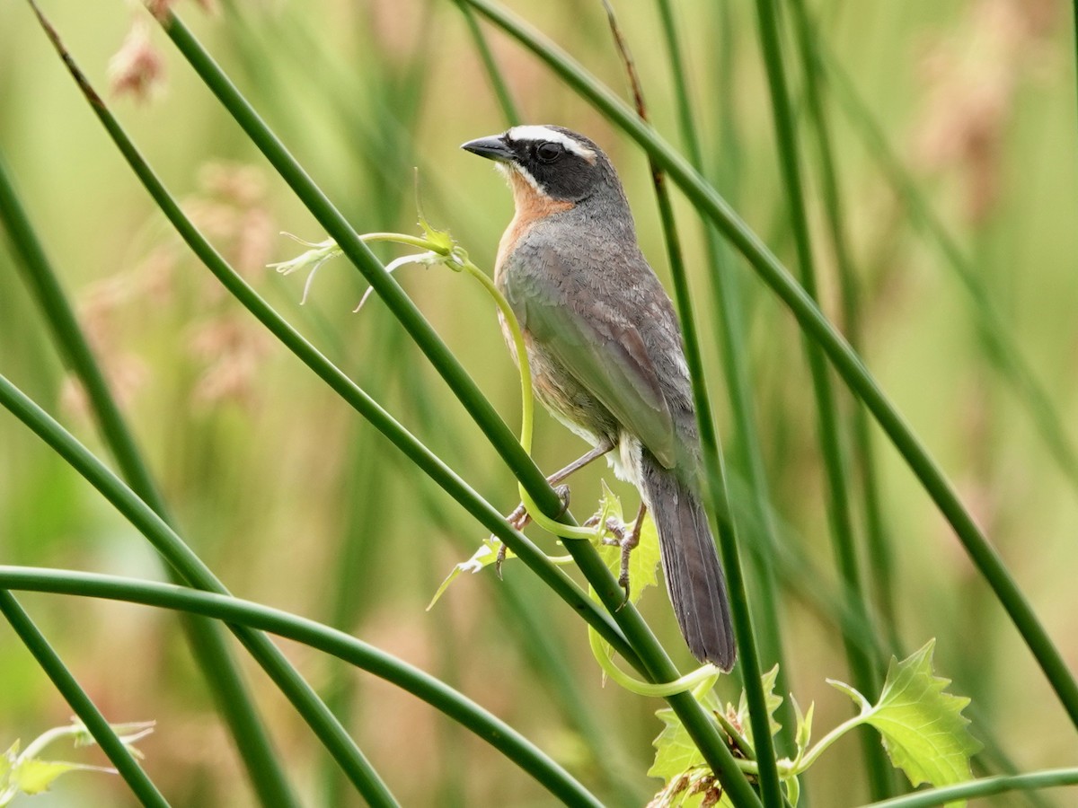 Black-and-rufous Warbling Finch - ML612396038