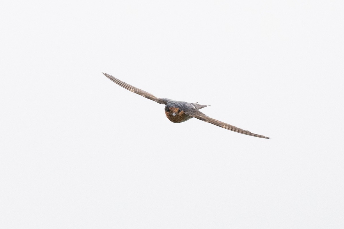 Welcome Swallow - ML612396122