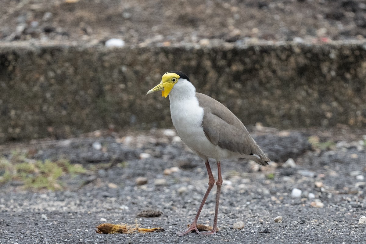 Masked Lapwing - ML612396156