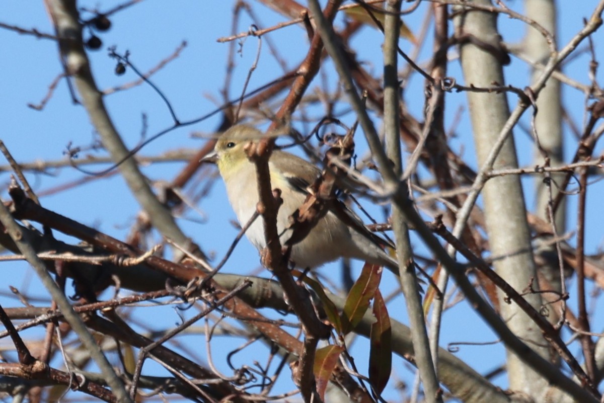 American Goldfinch - Kathy Richardson