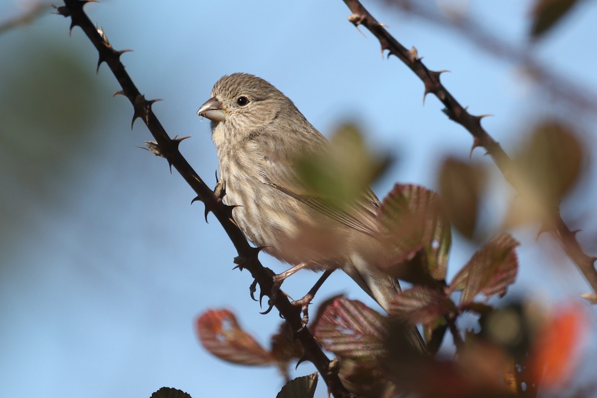 House Finch - ML612396165