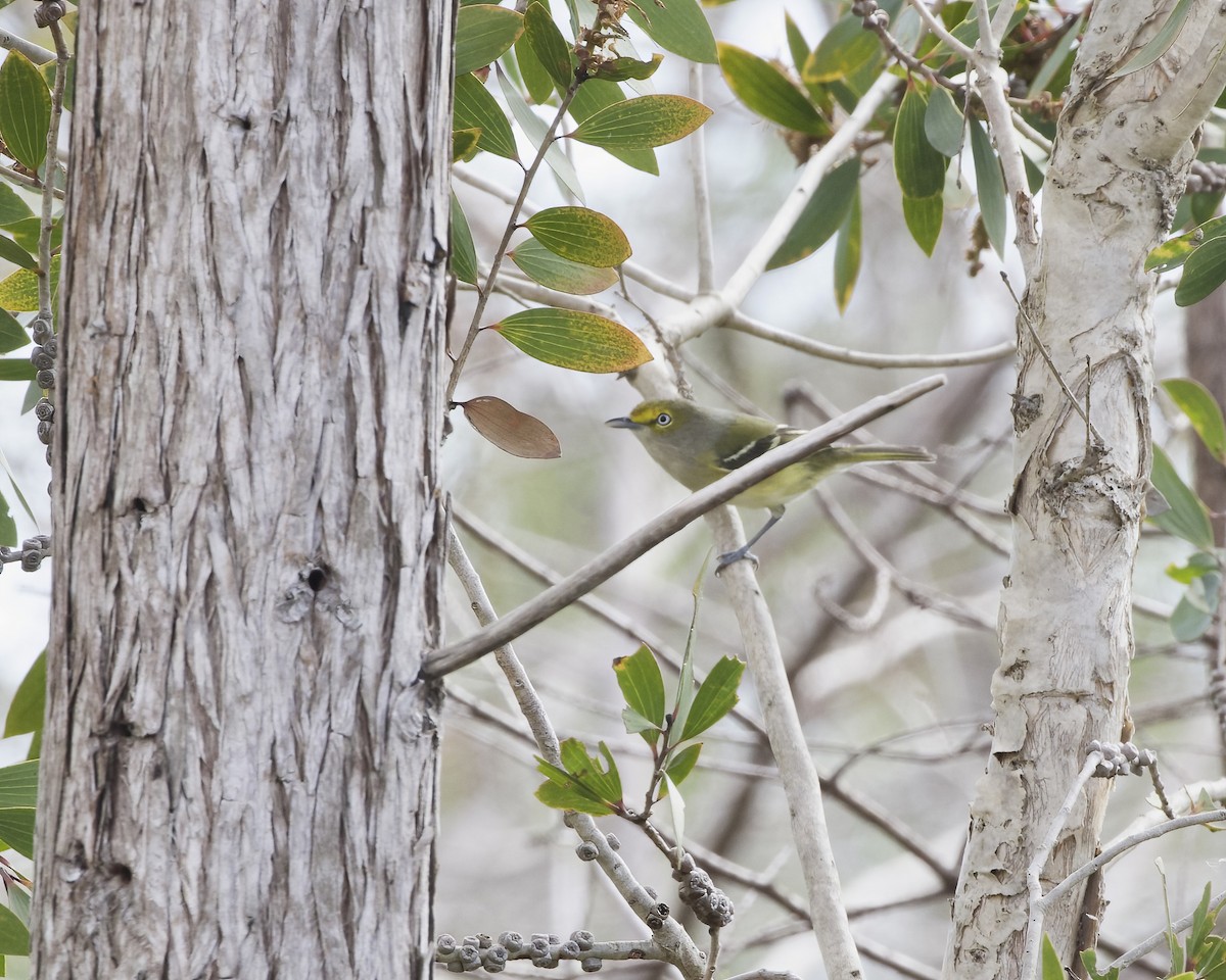 Vireo Ojiblanco - ML612396173