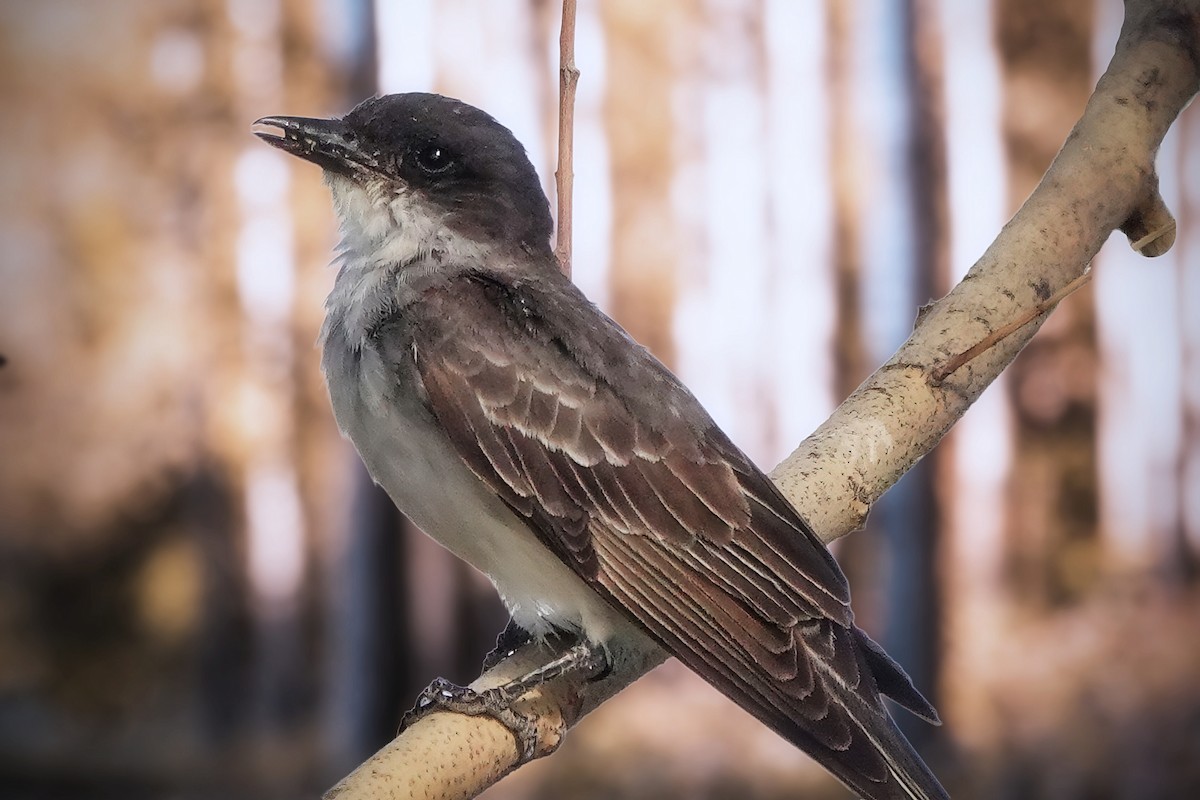 Eastern Kingbird - Bruce Hallman