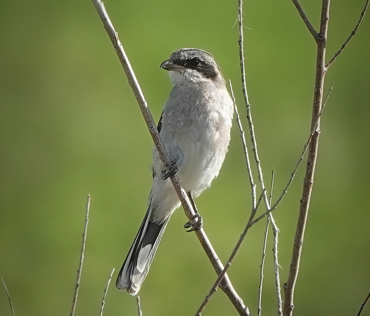 Loggerhead Shrike - Bruce Hallman