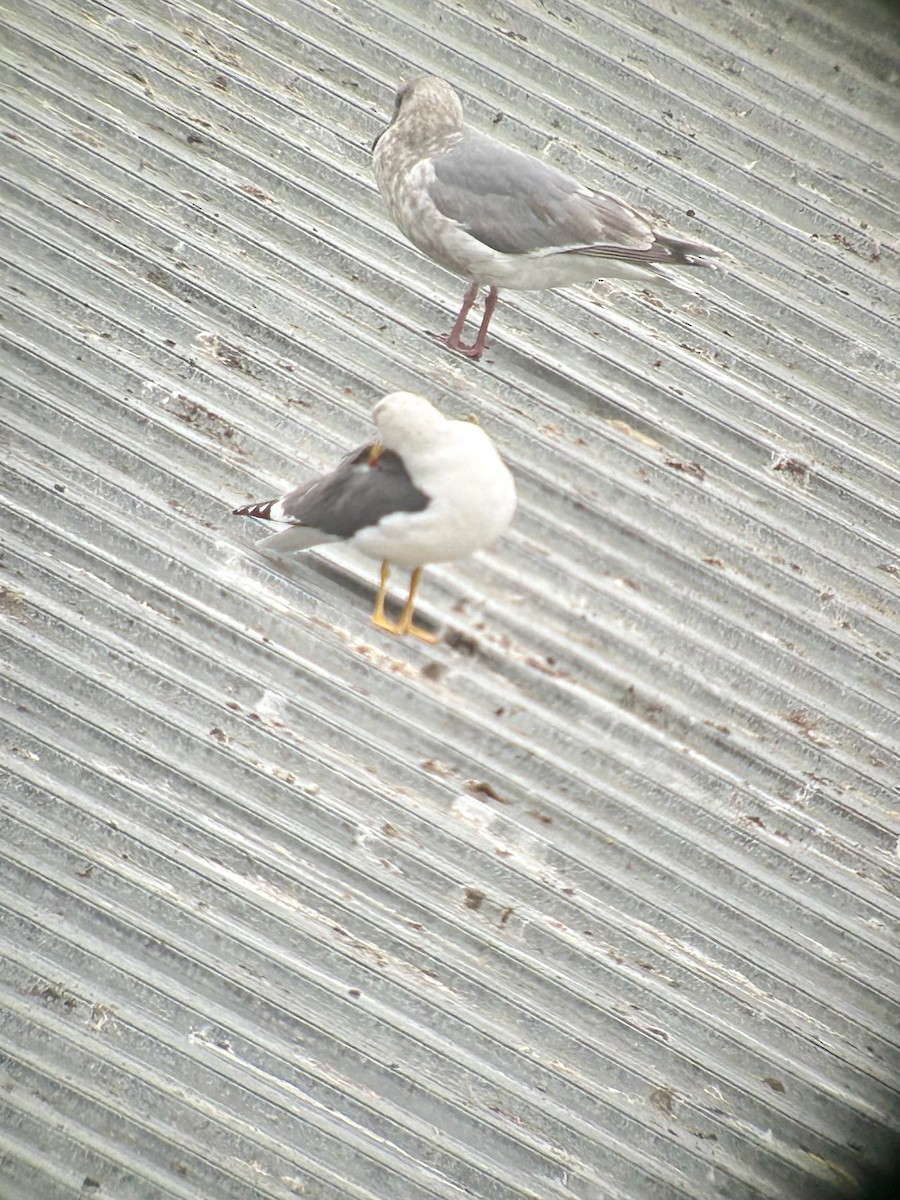 Lesser Black-backed Gull - ML612396216