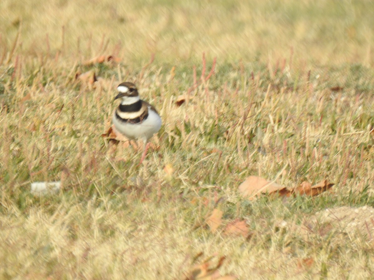 Killdeer - Jane Orbuch