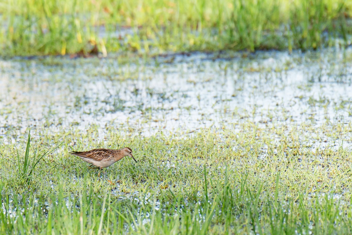 Sharp-tailed Sandpiper - ML612396323