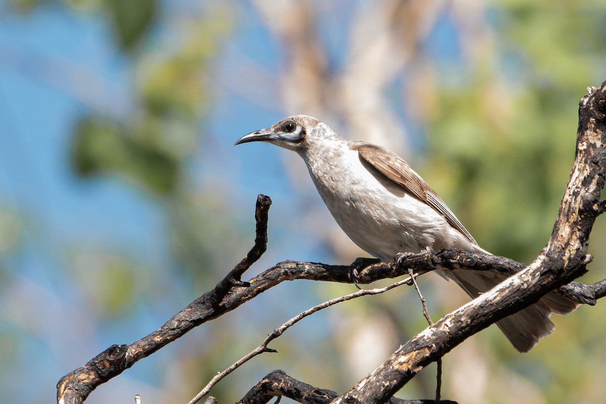 Filemón Goligualdo - ML612396352