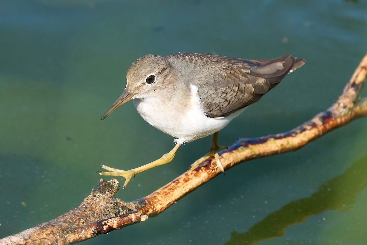 Spotted Sandpiper - Beata Milhano